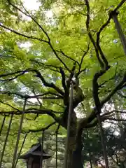 北口本宮冨士浅間神社の庭園