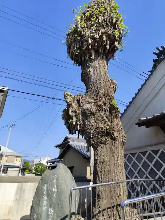圓明寺(円明寺)(愛媛県)