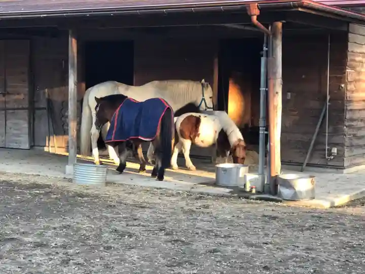小室浅間神社の動物