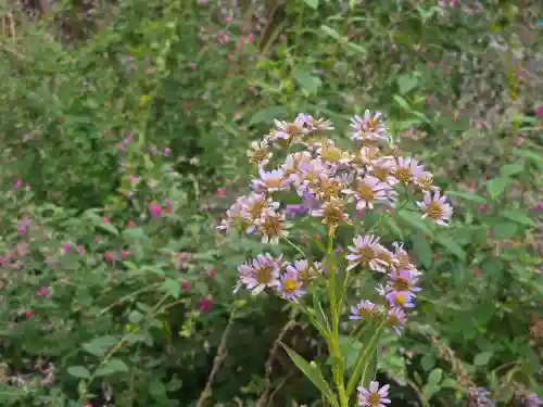 浄谷寺(大阪府)