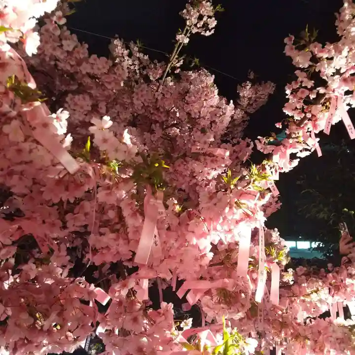 桜神宮(東京都)