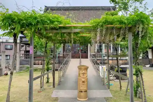 四季桜の寺 妙乗院(愛知県)