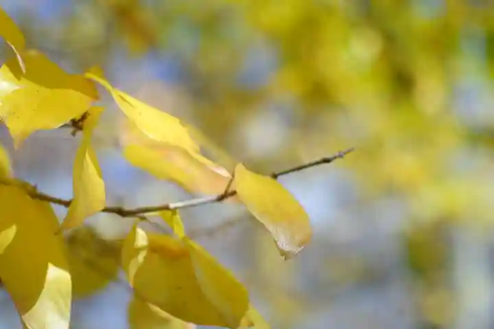 長谷寺(奈良県)
