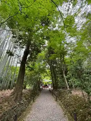 地蔵院(京都府)