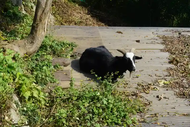 賀茂別雷神社の動物