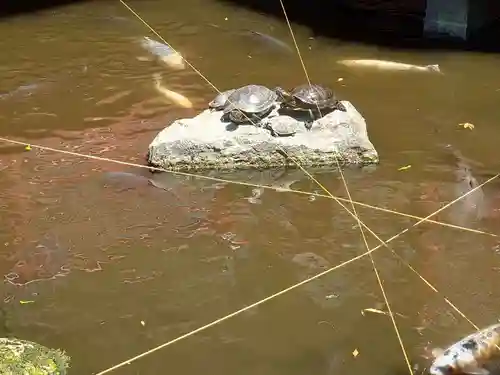 今泉八坂神社の動物