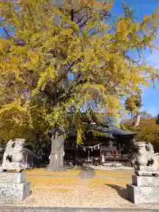賀羅加波神社(広島県)(2022年11月15日(火) 10時38分08秒投稿)