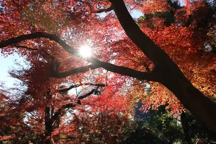 明王院(満願寺別院)の自然