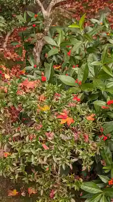 法金剛院(京都府)