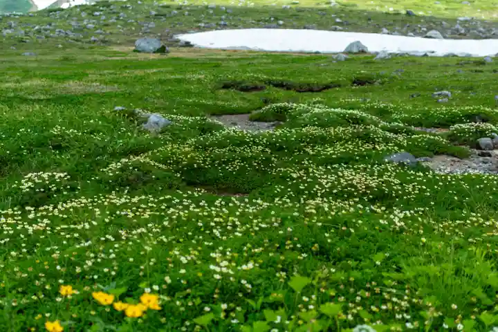 雄山神社峰本社の自然