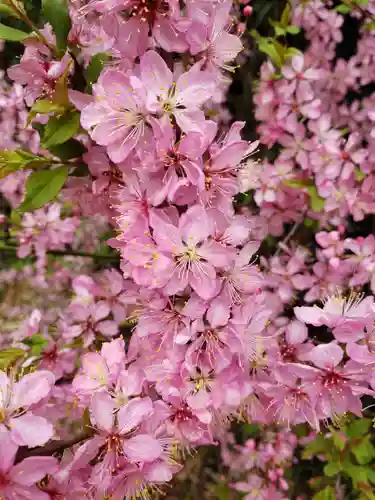 鷺宮八幡神社の自然