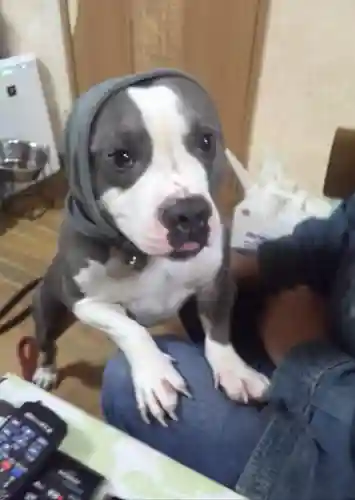 浄土真宗本願寺派宗光山教順寺の動物