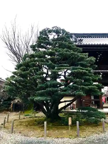 梅宮大社の自然