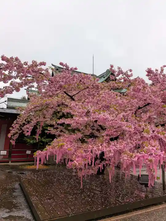 桜神宮(東京都)