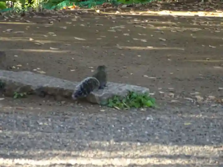 篠原八幡神社の動物