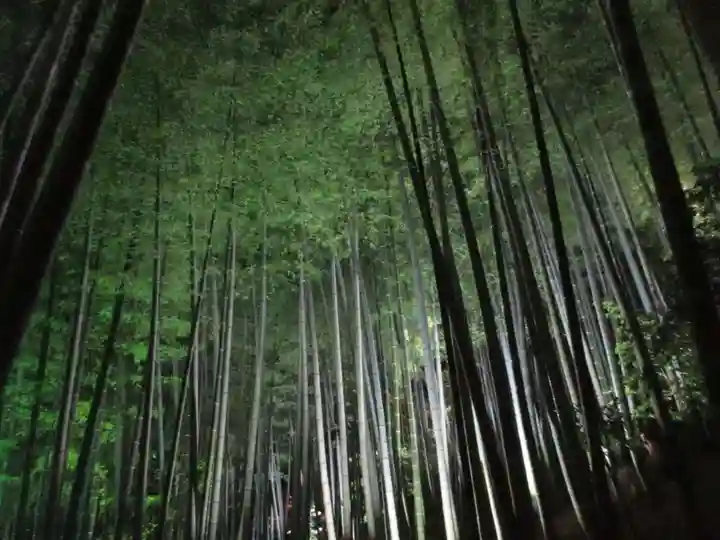 高台寺(高台寿聖禅寺・高臺寺)の自然