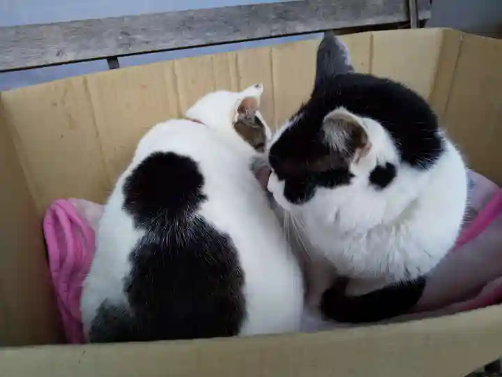 御誕生寺(猫寺)(福井県)