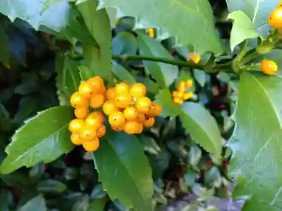 実光院(京都府)