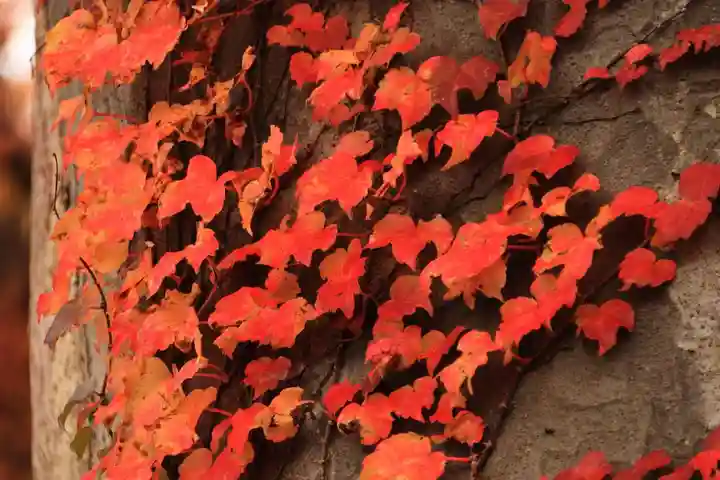 愛宕神社の自然