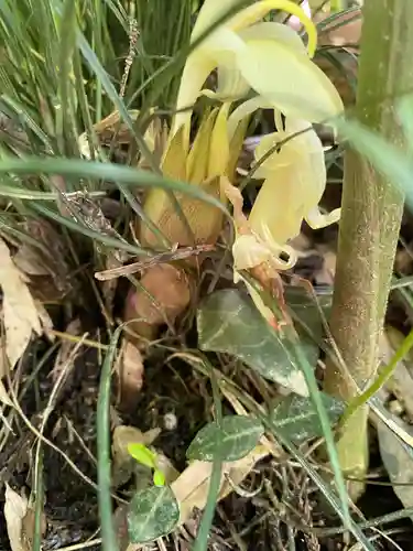 愛宕神社の自然