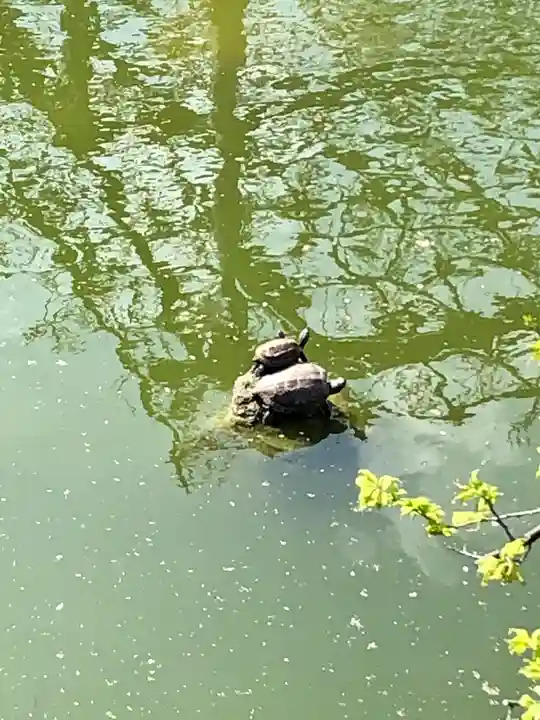 亀戸天神社の動物