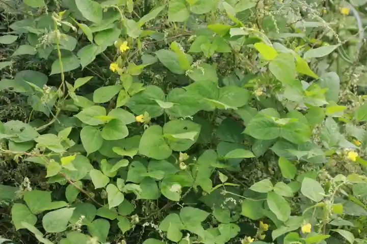 大六天麻王神社の自然