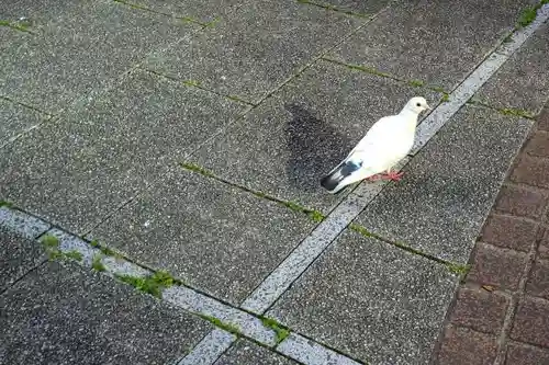 新橋鹽竃神社の動物