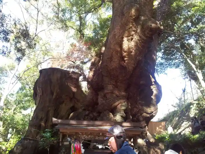 來宮神社の自然