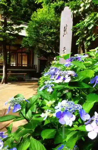 鳩森八幡神社の自然