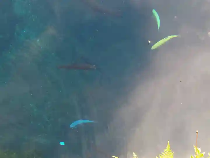 淺間神社(忍野八海)の自然