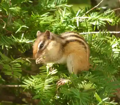 留辺蘂神社の動物