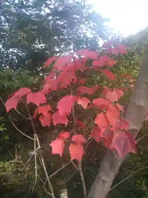 御山神社(厳島神社奧宮)の自然