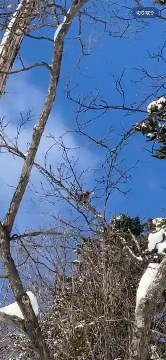 留辺蘂神社の動物