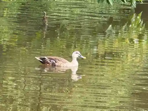 菊田神社(千葉県)