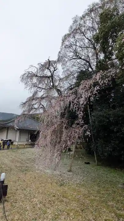 醍醐寺(京都府)