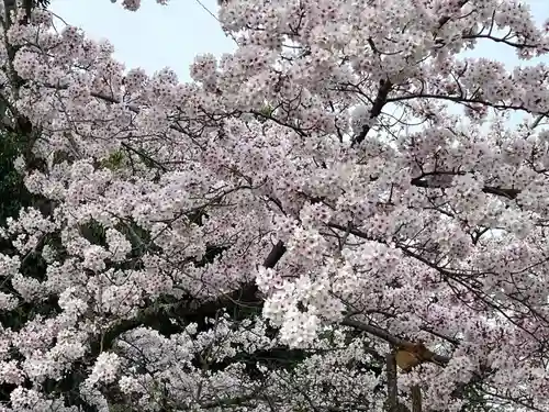 仁和寺(京都府)