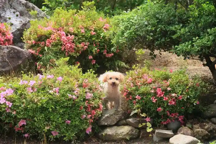 大鏑神社の動物