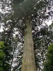 瀧尾神社の自然