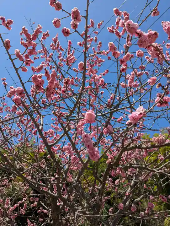 東福禅寺(東福寺)の自然