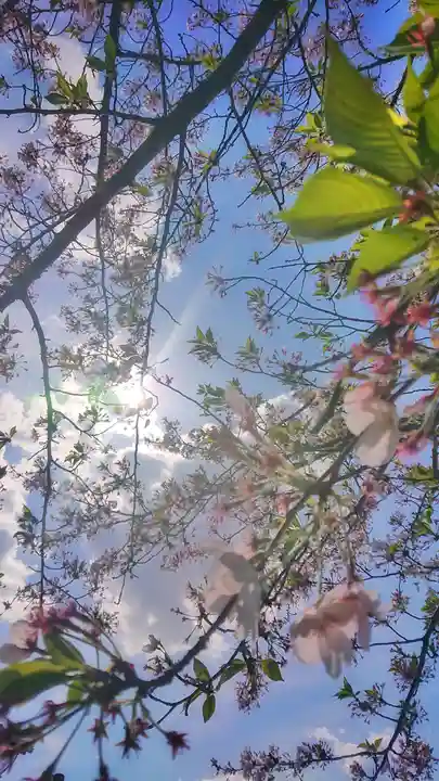 神明社(国府宮神明社)の自然