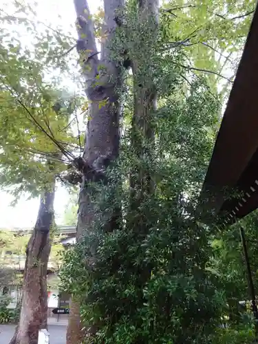 阿佐ヶ谷神明宮の自然