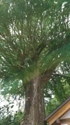 手取天満宮の自然