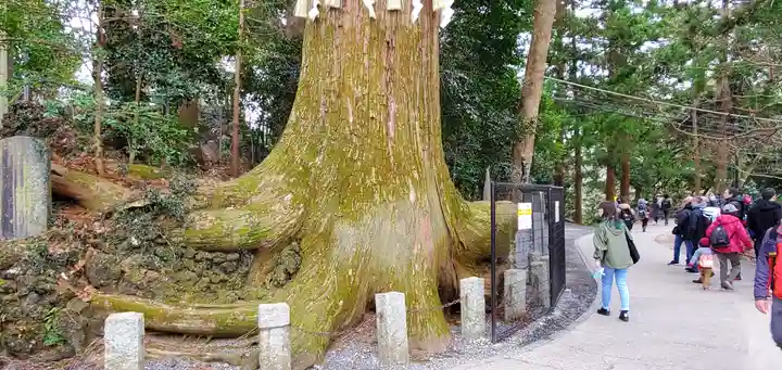 高尾山薬王院の自然