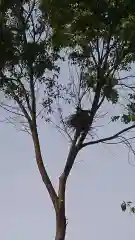 三輪神社の動物