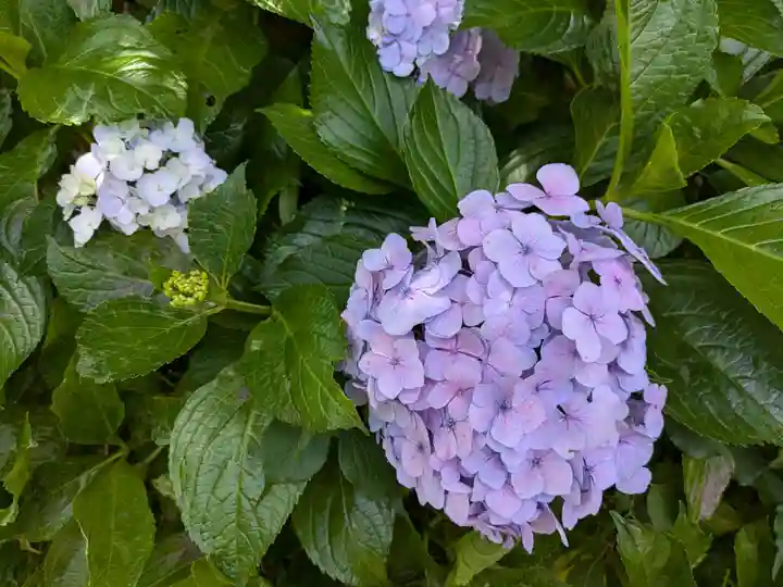 御霊神社の自然