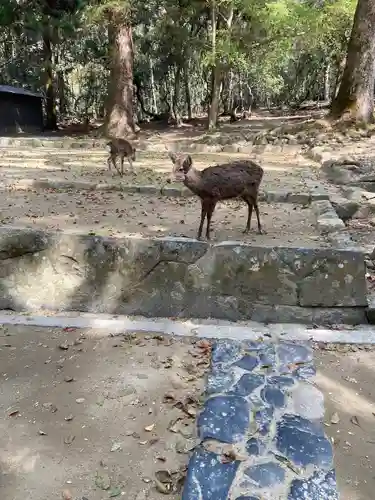 春日大社(奈良県)