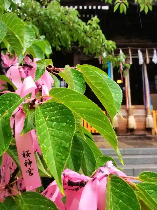 桜神宮(東京都)