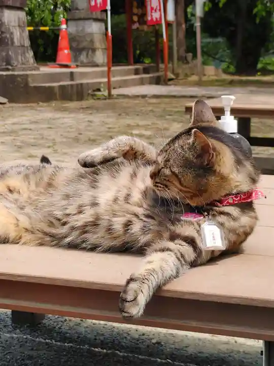 正一位 若草稲荷神社の動物