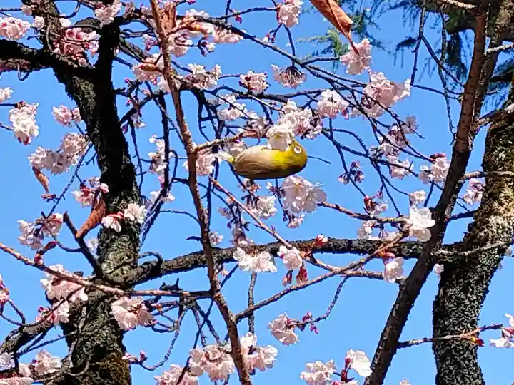 根津神社(東京都)