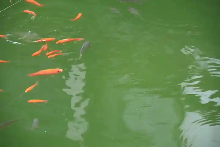 神炊館神社 ⁂奥州須賀川総鎮守⁂の庭園